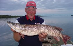 Northern Pike fall for these rigged minnows too!