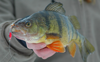 image of big perch with frostee jigging spoon in mouth