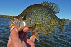 image of crappie caught on lindy ice worm