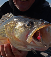 inage of jeff sndin with rainy river Walleye