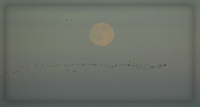 Geese Full Moon