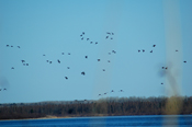 Bass Lake Ringbills