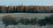 Deer River Deer Herd