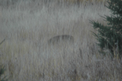 Deer River Doe in Grass