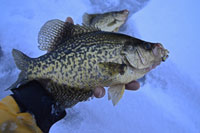 Crappie In Hand Ice Fishing