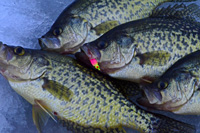 Ice Fishing Crappies Frostee Jig