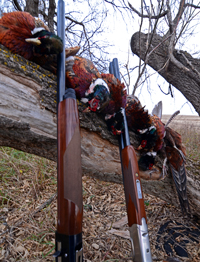 Pheasant Hunting North Dakota