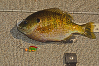Lindy Spinner used to catch bigger Bluegill