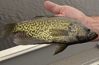Male Crappie showing Black Spawning Colors