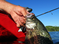 Crappie Article by Greg Clusiau