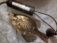 image of Crappie on ice