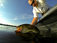 image of Bass Fishing Author Brett McComas relasing giant bass into the water