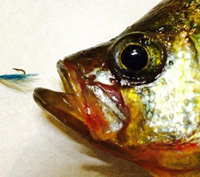 image of Crappie with jig near its face