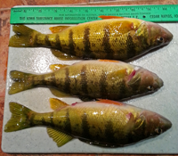 image of Perch caught on Ball Club Lake