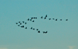 image of ducks in the air