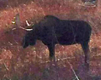 image of Bull Moose spotted near Deer River MN
