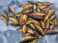image of Perch on the ice at Leech Lake