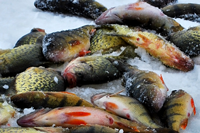 image of Perch and Crappies laying on ice