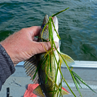 image of Walleye covered with weeds 