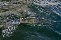 image of Walleye in the water with jig and minnow in mouth