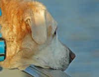 image of Yellow Lab in Boat