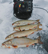 image Rainbow Trout on the ice