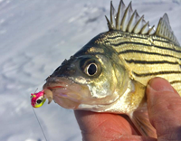 image of Yellow Bass with ice jig in its mouth