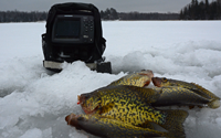image of crappies caught on a tungsten toad
