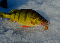 image of Lindy 360 Jig in Perch mouth
