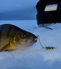 image of Perch with Perch Talker Lure in mouth