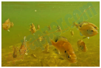 image of feeding sunfish