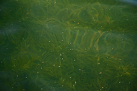 image of submerged weeds