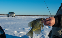 image of ice fisherman bringing crappie up from fishing hole