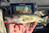 image of yearling size walleye