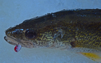 image of Walleye on ice with Foo Flyer in mouth