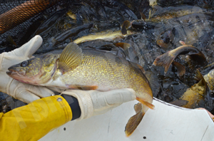 image links to article about spawning Walleye