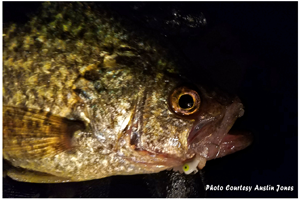 image of crappie caught on tungsten toad