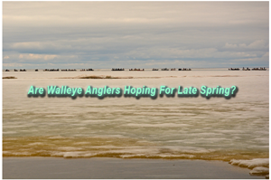 image of walleyes
