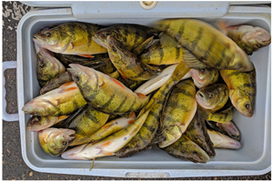 image of cooler fileed with perch