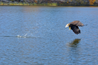 image of bald eagle capturing fish