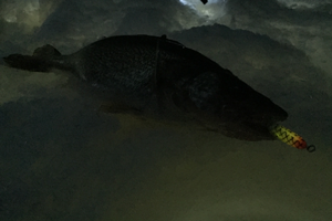 image of walleye caught on Lindy Glow Spoon