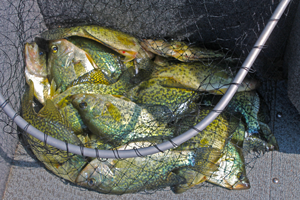 image of crappies in net