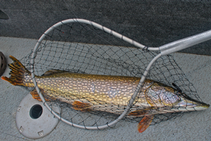 image of northern pike in net