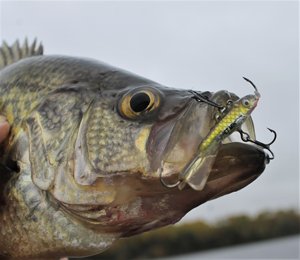 image of fall crappie caught on puppet minnow
