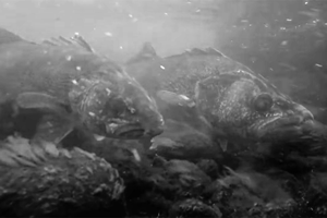 image of spawning walleyes