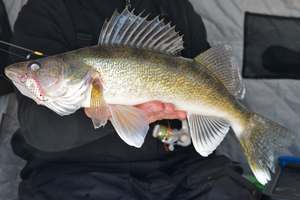 image of walleye caught on Lindy Glow Spoon