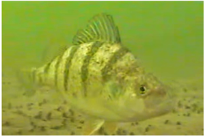 image of perch under the ice