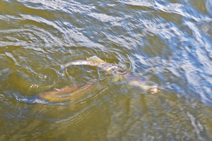 image of spawning walleye chasing another walleye