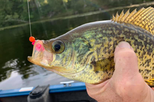 image of crappie