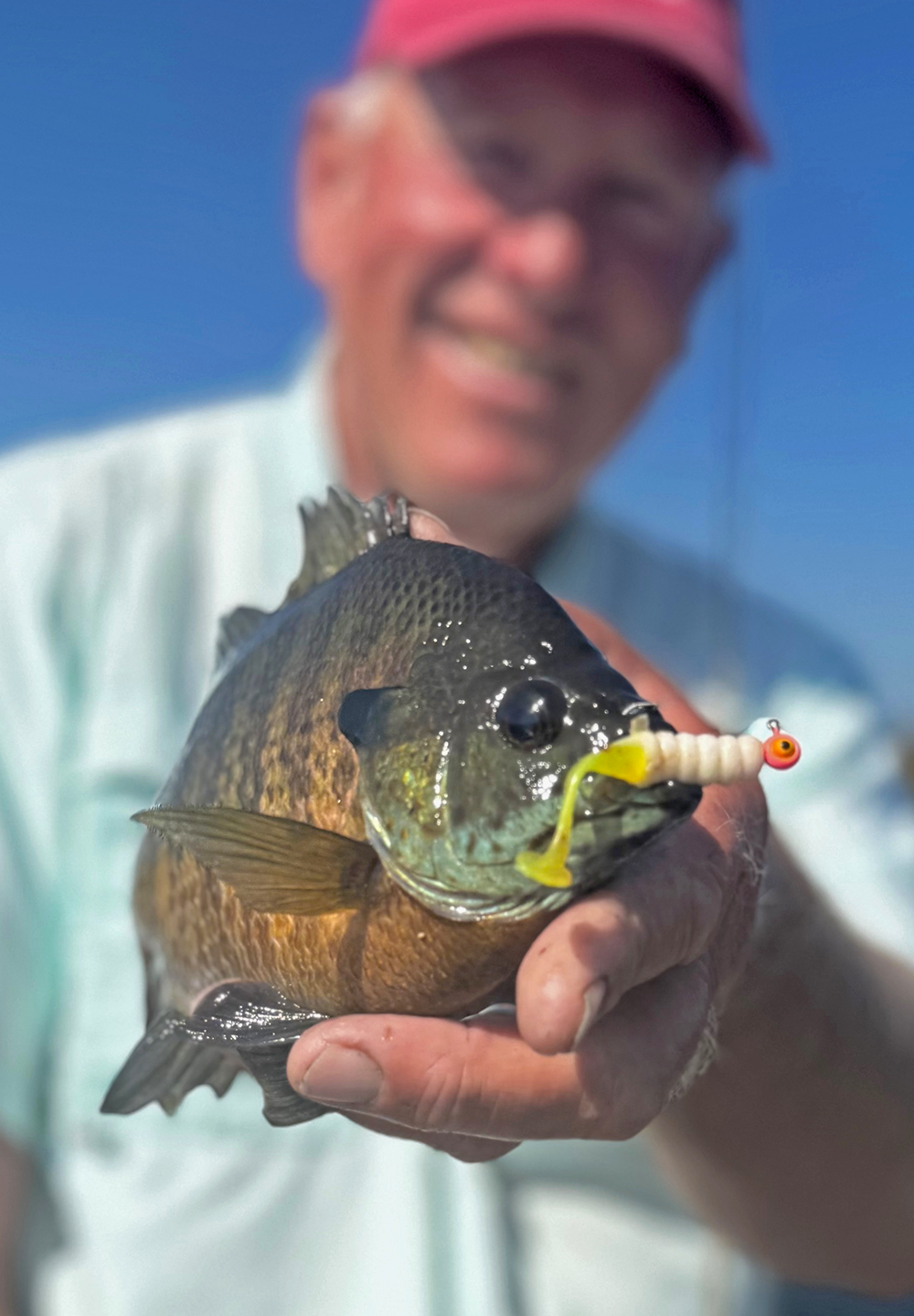 image of bluegill caught on strike king paddle tail lure